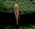 Scythris_vittella_jc6227s