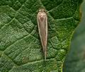 Scythris_vittella_jc6246s