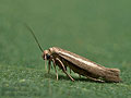 Scythris_vittella_jj1795s
