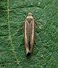 Scythris_vittella_jj1814s