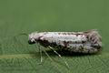 Scythropia_crataegella_cu6136s
