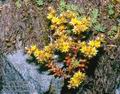 Sedum_annum_10729