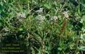 Sedum_villosum_695