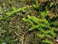 Selaginella_helvetica_4956