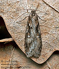 Semioscopis_oculella_jg7478s