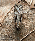 Semioscopis_oculella_jg7492s