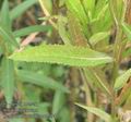 Senecio_fluviatilis_ac2594