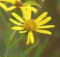 Senecio_fluviatilis_ac2603