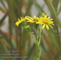 Senecio_fluviatilis_ac2604