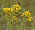 Senecio_jacobaea_a4839