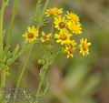 Senecio_jacobaea_a4840