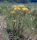 Senecio_paludosus_8360