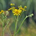 Senecio_paludosus_bd0297