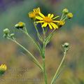 Senecio_paludosus_bd0313