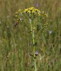 Senecio_umbrosus_al3712