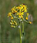 Senecio_umbrosus_al3722