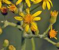 Senecio_umbrosus_al3724