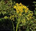 Senecio_umbrosus_al3752