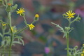 Senecio_viscosus_a2589