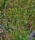 Senecio_viscosus_bu3899