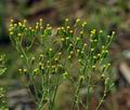 Senecio_viscosus_bu3908