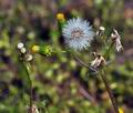 Senecio_vulgaris_bt4952