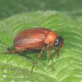 Serica_brunnea_ab6385