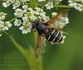 Sericomyia_lappona_ai0318