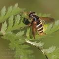 Sericomyia_silentis_ac5184