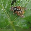 Sericomyia_silentis_af8241