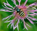 Sericomyia_silentis_ag2780