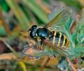 Sericomyia_silentis_ag2801