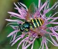 Sericomyia_silentis_ag2813