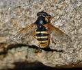 Sericomyia_silentis_ai4843