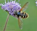 Sericomyia_silentis_ai8256