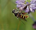 Sericomyia_silentis_ai8293