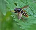 Sericomyia_silentis_bt9829