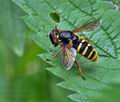 Sericomyia_silentis_bt9830