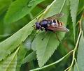 Sericomyia_silentis_bt9832