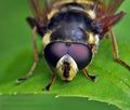 Sericomyia_silentis_bt9836