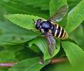 Sericomyia_silentis_bt9838