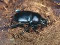 Sericotrupes_niger_10175