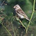 Serinus_atrogularis_bb0689
