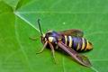 Sesia_apiformis_jb4984s