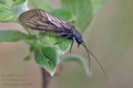 Sialis_lutaria_ah4690