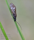 Sialis_lutaria_ah4701