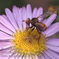 Sicus_ferrugineus_ag1289