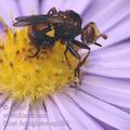 Sicus_ferrugineus_ag1295