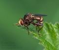 Sicus_ferrugineus_ai1177