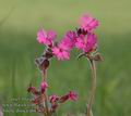 Silene_dioica_ab0363